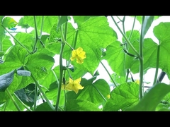 स्वचालित लाइट डिप ग्रीनहाउस 8 -11 मीटर चौड़ाई पर्यावरण के अनुकूल