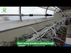 स्ट्रॉबेरी रोपण गर्त