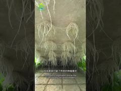 डीडब्ल्यूसी मिट्टी रहित खेती प्रणाली