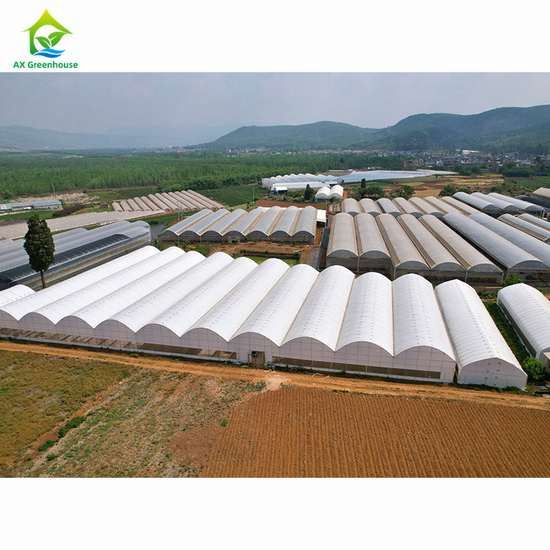 बड़े पैमाने पर कृषि बहु-स्पैन ग्रीनहाउस | थोक अनुकूलन के लिए पेशेवर ग्रीनहाउस फैक्ट्री