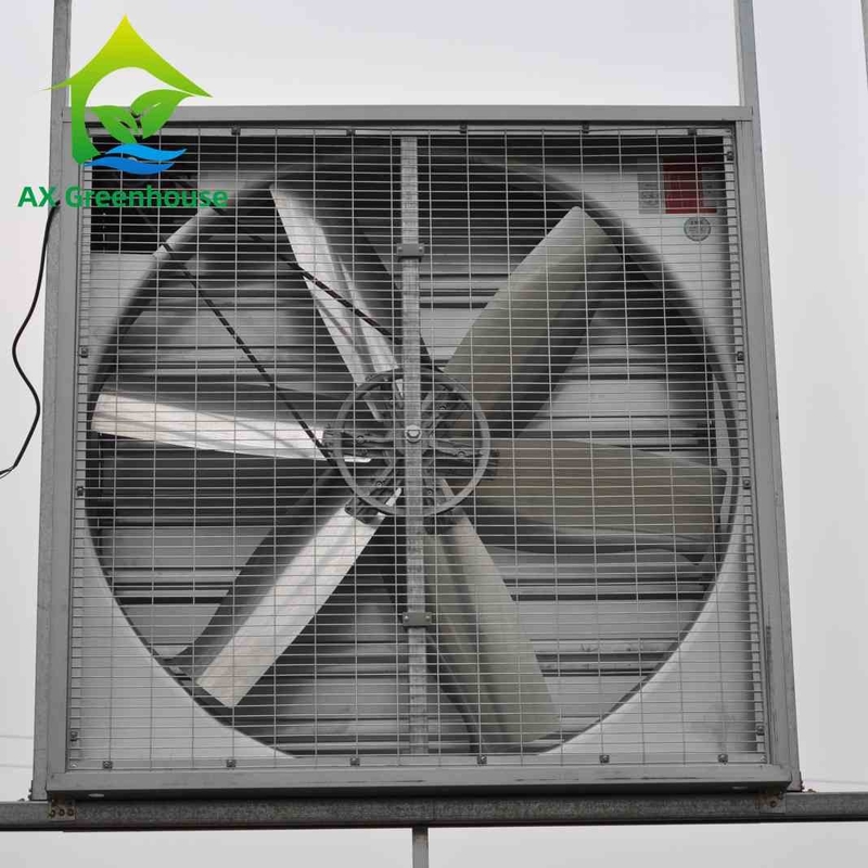 दीया 500-1250mm ब्लेड वेट वॉल एग्जॉस्ट फैन्स इंडस्ट्रियल वॉल माउंटेड एक्सट्रैक्टर फैन्स